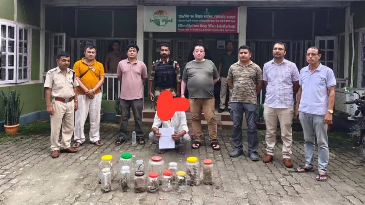 গোলাঘাটত ৩০ টা বিশেষ প্ৰজাতিৰ কেকো সাপ উদ্ধাৰ, সৰবৰাহকাৰীক গ্ৰেপ্তাৰ