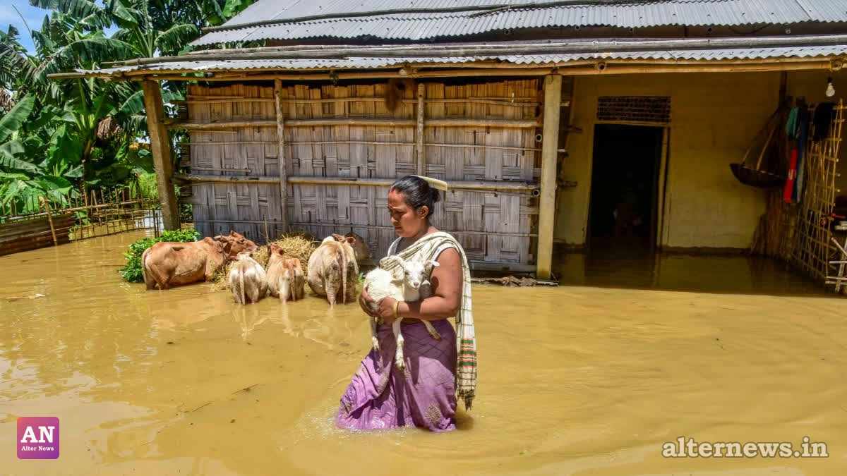 A woman carrying a goat crosses a flood-affected area after heavy rainfall, in Golaghat, Assam, Wednesday (PTI)