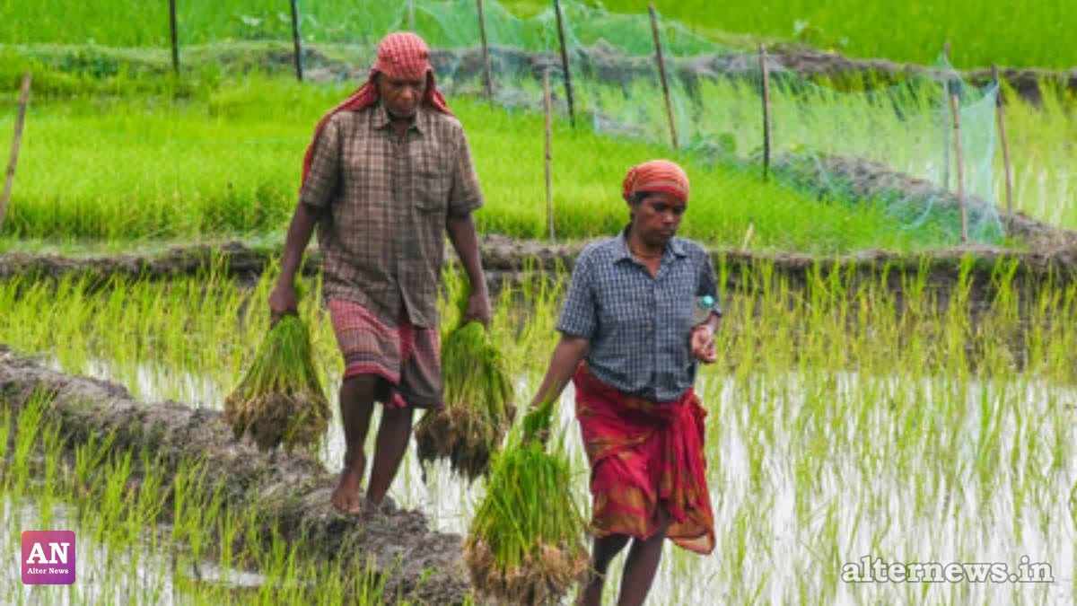 Uttar Pradesh Farmers Raise Alarm Over 25% Monsoon Rain Deficit and Delayed Sowing Season