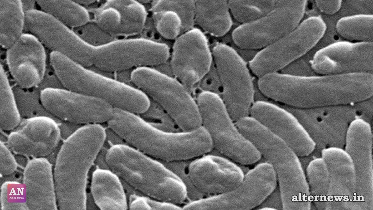Health Officials Warn Beachgoers After Fatal Vibrio Vulnificus Infections Surge Along Gulf Coast