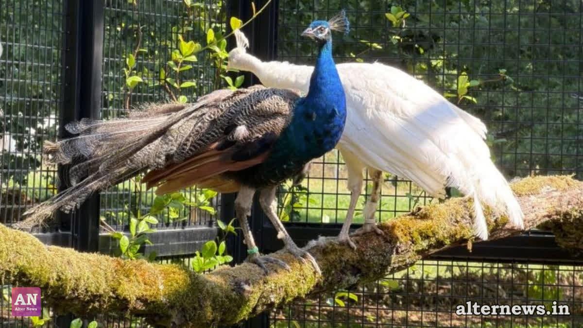 Five peacocks arrived the Ariana Park at UN Geneva (X@UNGeneva)
