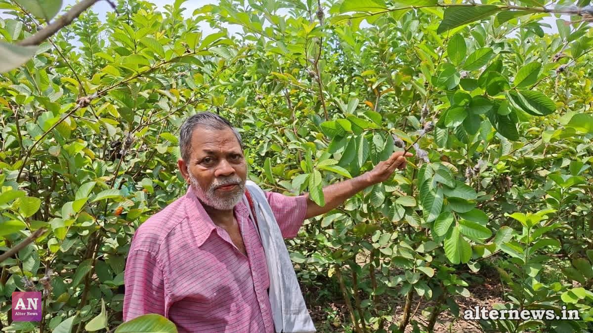 From Sharecropper to Agro-Entrepreneur: 72-Year-Old Odisha Farmer Earns Lakhs via Guava Farming