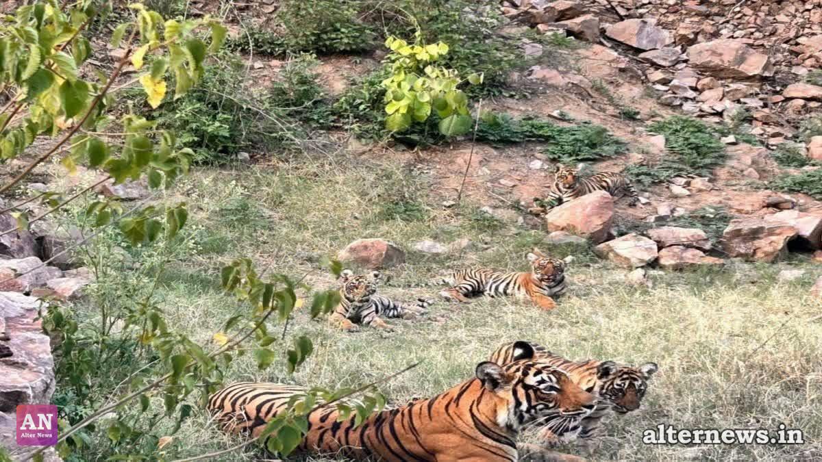 Tigress T-127 Seen With Two Cubs In Zone 7 of Ranthambore National Park