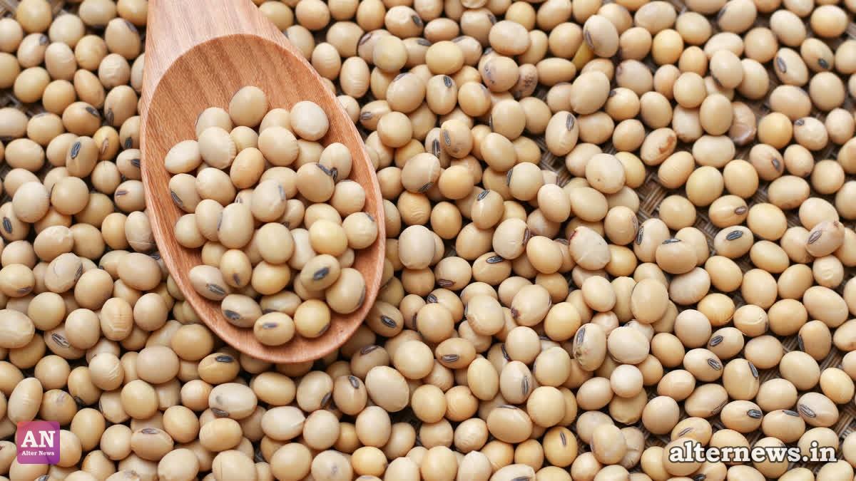Sagar University researchers turn to soil fungi to boost soybean output without chemical inputs.