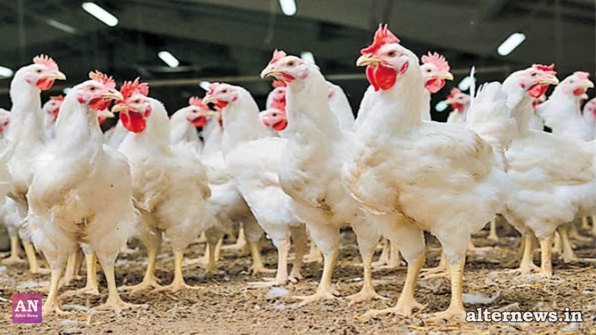 Karnataka HC Rules Chickens in Transit Are Livestock & Goods, Ordering Insurer to Pay Compensation