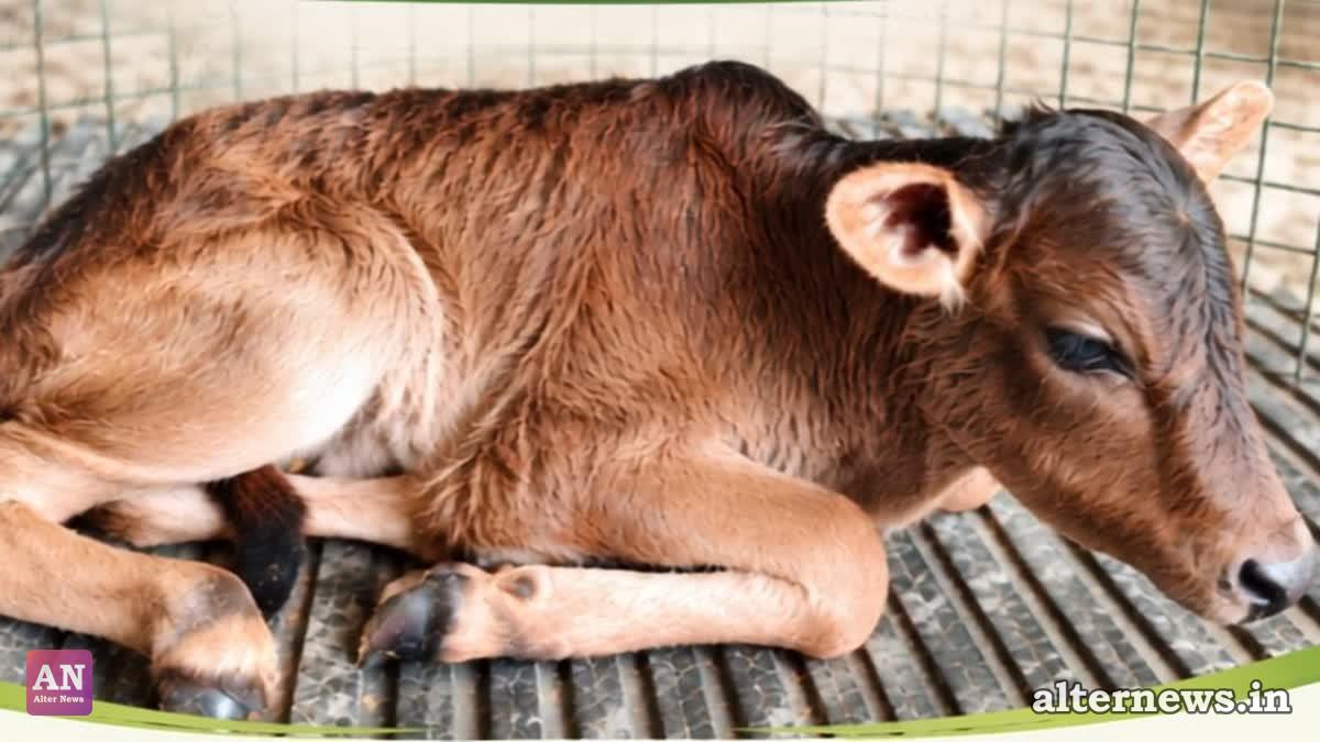 A New Hope for Uttarakhand’s Badri Cattle: Healthy Female Calf Born Through Surrogacy & IVF